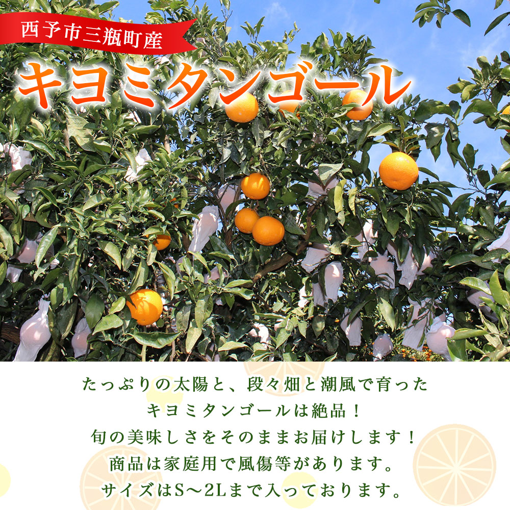＜とびっきりの愛媛 キヨミタンゴール 約2kg（家庭用大小混合）＞ 訳あり 家庭用 果物 柑橘 フルーツ みかん 蜜柑 オレンジ 清見タンゴール 特産品 片山果樹園 食べて応援 西宇和 愛媛県 西予市