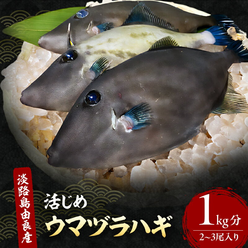 【ふるさと納税】ウマヅラハギ 2～3尾入り 1kg分 12月～4月配送（淡路島由良産/活じめ/下処理済み） 海鮮 鮮魚 冷蔵配送 兵庫県 洲本市 淡路島　お届け：2025年12月初旬～2026年4月下旬