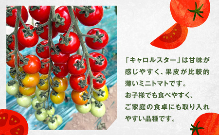 [2026年発送] 北海道 仁木町産 ミニトマト キャロルスター 1.6kg （64粒～100粒）トマト 野菜 国産 プチトマト 甘み 使いやすい サラダ お弁当 家庭用 子供に人気 リコピン [RE