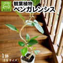 【ふるさと納税】観葉植物 8号 サイズ 南九州市産 ベンガレンシス 1鉢 シンプルなデザイン 鉢付き 育て方マニュアル 鹿児島県 南九州市 株式会社やさい農園 お取り寄せ 雑貨 シンプル インテリア 植物 グリーン 室内 緑のある暮らし 送料無料