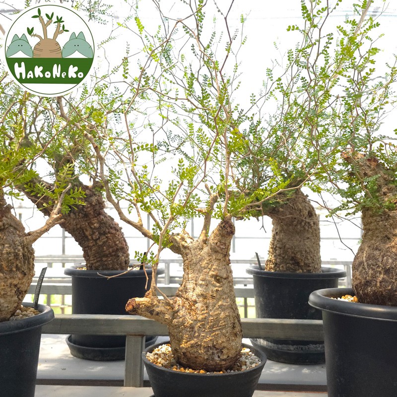 
                  オペルクリカリア・パキプス「塊根植物の王様」(発根管理済) Z13｜観葉植物 コーデックス 盆栽 鉢植え インテリア ハコネコ [0599]
                