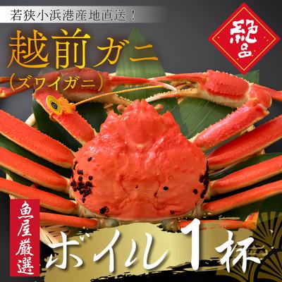 ふるさと納税 小浜市 【先行予約】(産地直送)　越前ガニ ボイル 1杯|若狭小浜港・国産ズワイガニ【加福鮮魚】