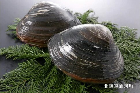 【ふるさと納税】【先行受付開始！】浦河前浜産「活ホッキ貝」2kg以上[02-280]※離島・沖縄県発送不可※ 北海道 浦河 ふるさと納税 ホッキ 北寄 貝 刺身 コリコリ 送料無料