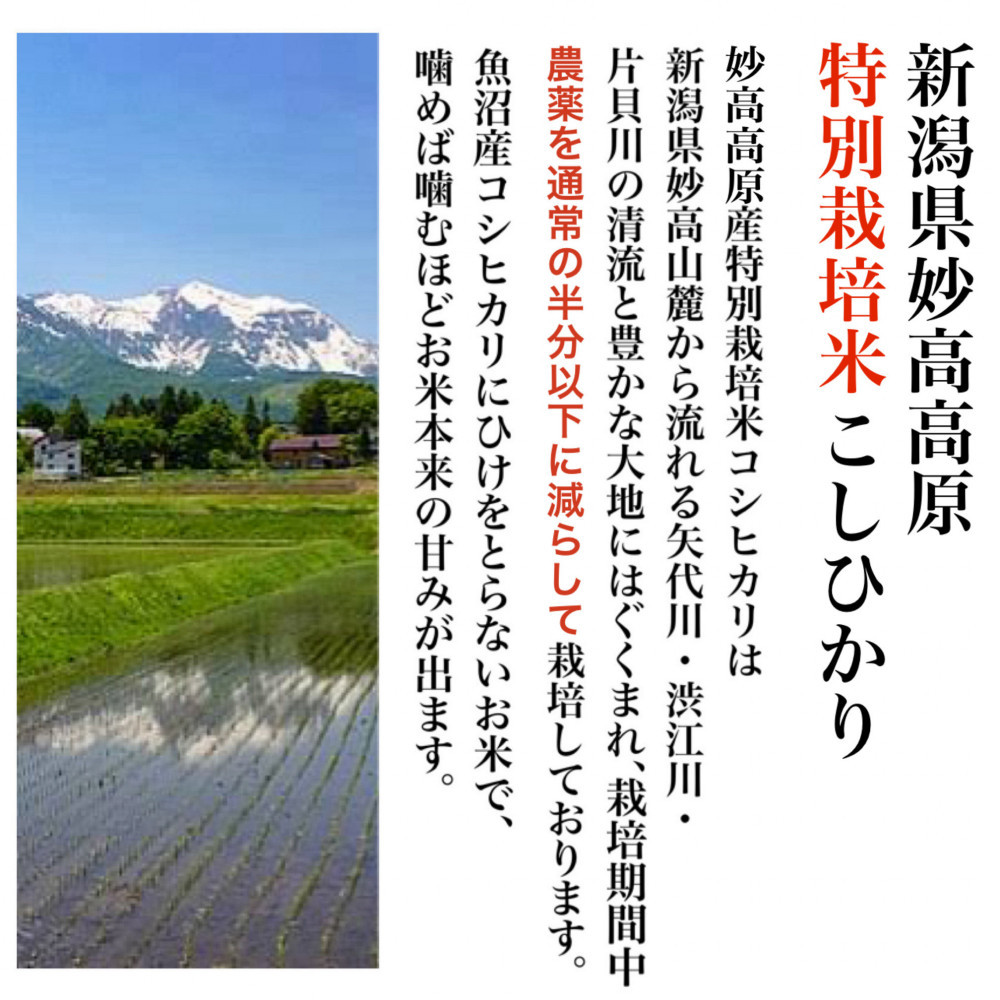 【令和7年産新米・定期便先行予約】新潟県妙高高原減農薬特別栽培米コシヒカリ 5kg（全12回）