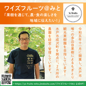 【2026年10月上旬より順次発送】【数量限定】太秋柿 約2kg（6-8玉）【フルーツ 果物 柿 甘柿 完熟 くだもの デザート おやつ 水戸市 茨城県】（MA-4）