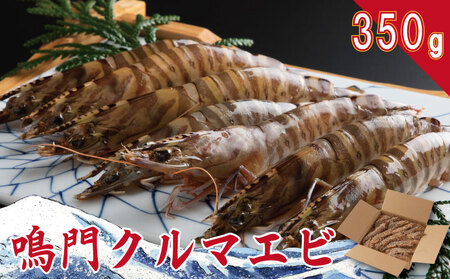 クルマエビ 350g 12尾 から 15尾 2025年8月から翌年1月10日まで発送 クルマエビ 