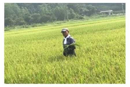 【令和7年産】獅子米 ミルキークイーン 精米 10kg 岡田ファーム お米 白米 米 おこめ ブランド米 ミルキー 10キロ 国産 単一原料米 コメ こめ ご飯 銘柄米 茨城県産 茨城 産直 産地直送