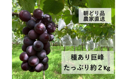 【農家直送（収穫日に発送）】 種あり 巨峰  約2kg (4房以上) | 先行予約 巨峰 きょほう キョホウ 直送 新鮮 朝採れ あさどれ 朝収穫 ぶどう 約2kg 農家直送 収穫日発送 新鮮 フルーツ 果物 お取り寄せ 季節限定 愛知県 豊田市
