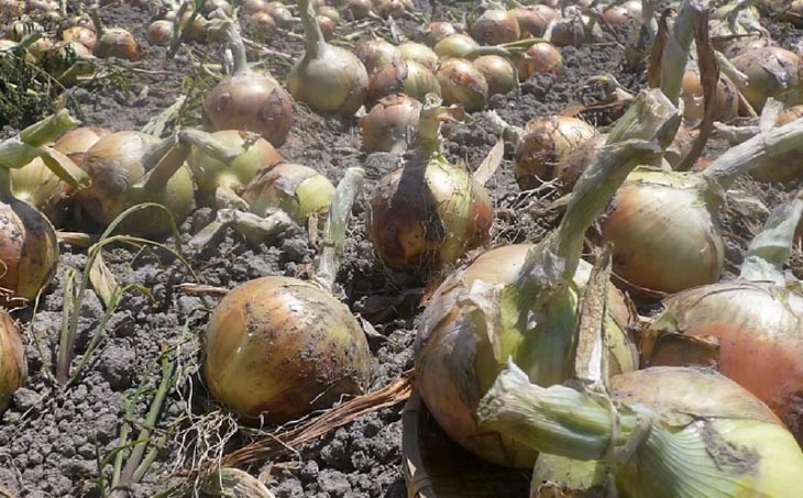 新玉ねぎ（淡路玉三郎）5kg