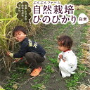 【ふるさと納税】 ぶんぶんファーム 自然栽培 ひのひかり 白米 2024年10月下旬から2025年7月下旬出荷予定