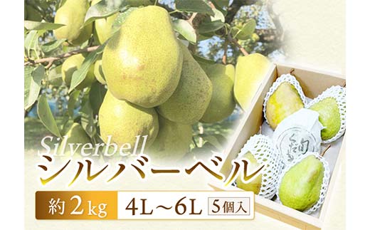 【令和7年先行受付】シルバーベル 約2kg（5個） ラ・フランス 梨 洋梨 果物 フルーツ FSY-2091