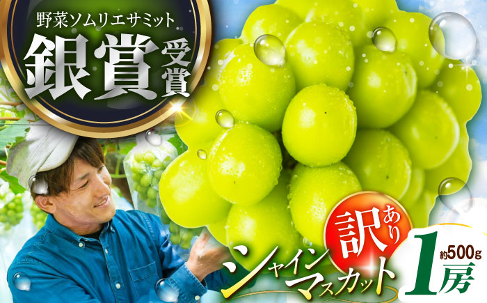 
                  フルーツ	【2026年先行予約】【15個限定】【ご自宅用】旬の味わいを産地直送で！シャインマスカット 1房（約500g）簡易包装 訳ありぶどう 葡萄 皮ごと 種なし 果物 産直 産地直送 旬  プレミアム マスカット 大粒 甘い デザート スイーツ 農園 果汁 美味しい 雲南 絶品 季節 旬 産地直送 フルーツ ご当地 人気 おすすめ 島根県雲南市/ギアファーム [AIAB004]
                