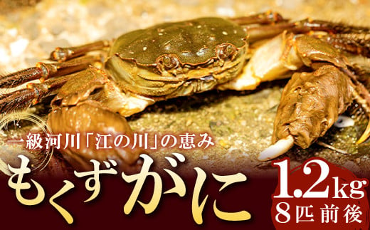 【先行予約】一級河川・江の川の恵み 島根県産 もくずがに 約1.2kg【8匹前後 オスメス無選別 甲殻類 蟹 カニ 川がに 川ガニ ツガニ ズガニ 大型 期間限定 季節限定 9月中旬～11下旬発送 冷蔵】