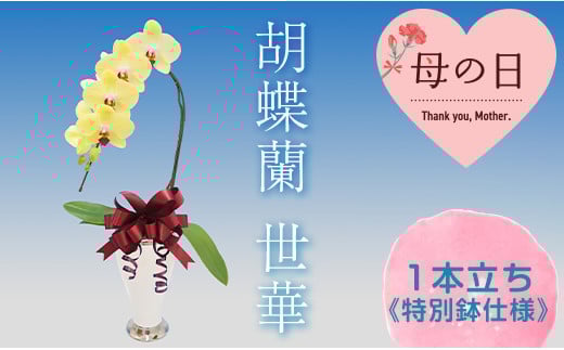
            【母の日ギフト】胡蝶蘭 世華 1本立ち  ＜特別鉢仕様＞  母の日 プレゼント お花 こちょうらん 鉢花 贈り物 フラワーギフト F21E-205
          