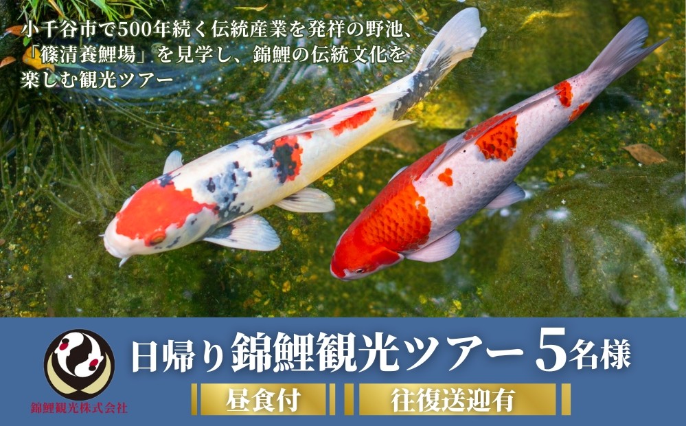 
                  【日帰り 錦鯉観光ツアー 5名様】篠清養鯉場 見学＋昼食付 長岡駅集合・送迎 錦鯉発祥の地 錦鯉観光 | 錦鯉 にしきごい ニシキゴイ 鯉 観光 ツアー 日帰り 体験 養鯉場 見学 送迎 昼食付 小千谷 新潟県 小千谷市 【0047-0001SV05-01】
                