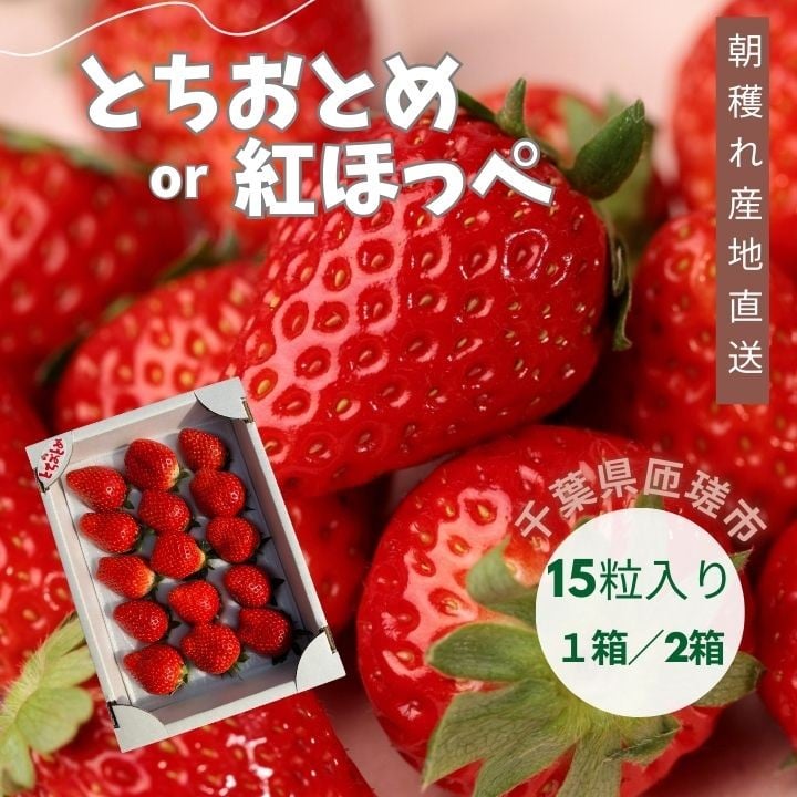 
            産地直送　匝瑳市産いちご　15粒入り×1箱or2箱 ／ いちご 苺 イチゴ ストロベリー とちおとめ 紅ほっぺ 果物 フルーツ 産地直送
          