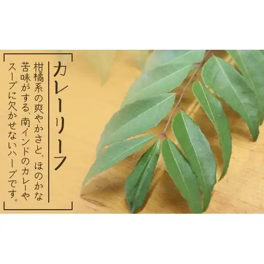 カレーリーフの種　15粒　CS-4