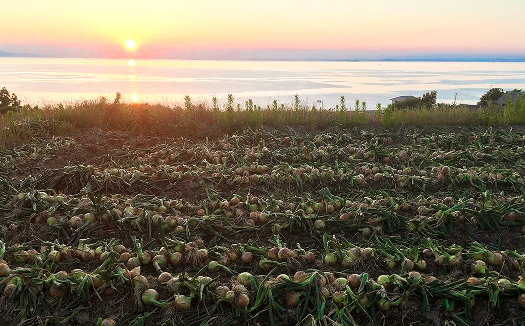 【新たまねぎ】名手農園の淡路島特産玉ねぎ 5kg【発送時期