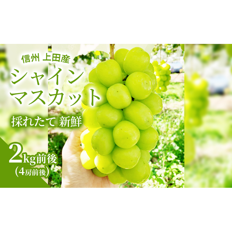 【2026年産】 シャインマスカット 2kg前後 4房前後 ぶどう 葡萄 ブドウ マスカット 2kg 果物 くだもの フルーツ デザート 旬の果物 旬のフルーツ 長野県 長野