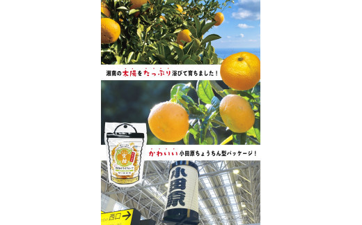無添加ドライフルーツ(みかん)20g×2袋入【 神奈川県小田原市 】