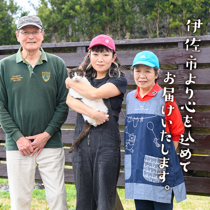 isa418 ＜数量限定＞ジャム菓子(紅はるか味・計16個)【薩摩美食倶楽部】