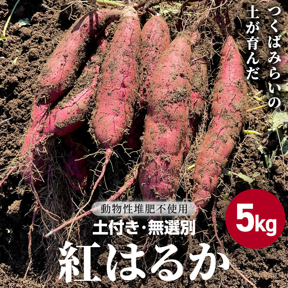 茨城県産 紅はるか 約5kg 土付き 無選別 熟成 さつまいも 生芋 芋 サツマイモ 甘い 焼き芋 スイートポテト ねっとり つくばみらい市 茨城県産 [FA03-NT]