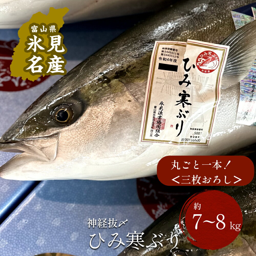 【ふるさと納税】【先行予約】 ひみ寒ぶり朝どれ1本＜三枚おろし＞（神経抜〆7～8kg） ｜富山湾 氷見 氷見漁港 能登 寒ブリ 1本 天然鰤 天然 鮮魚 ブリ 産地直送 期間限定