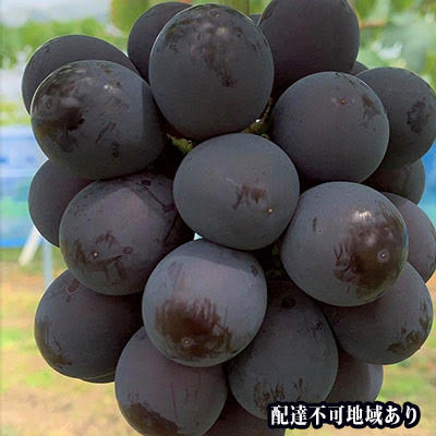 【ふるさと納税】ぶどう 2026年 先行予約 ニュー ピオーネ 2房 合計1.2kg以上 ブドウ 葡萄 岡山県産 国産 フルーツ 果物 ギフト 河本農園 ニューピオーネ 　お届け：2026年8月中旬〜2026年9月中旬まで