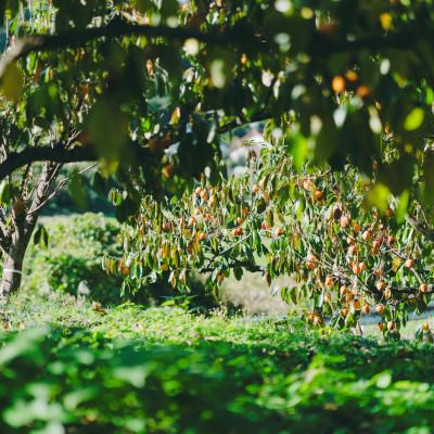 ふるさと納税 松江市 とろ〜り甘い柿の里の西条柿 5kg |  | 03