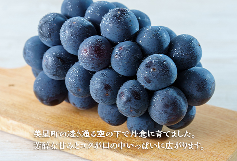 岡山県井原市美星町産 ニューピオーネ 1kg箱（2房入り） ご家庭用