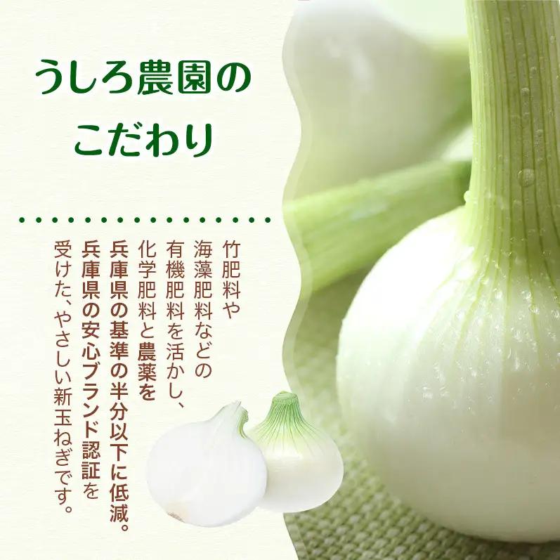新玉ねぎ 極早生 3kg うしろ農園 甘い 新玉ねぎ