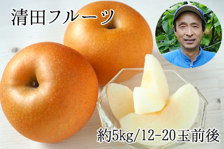 清田フルーツの豊水梨 約5kg(12-20玉前後)《8月中旬-8月末頃出荷》 熊本県玉名郡玉東町 ｜ブランド梨 人気梨 特産品梨 熊本県梨 玉東町梨 大人気返礼品