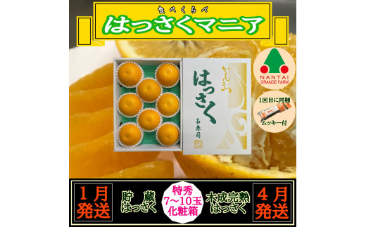 
1・4月発送 全2回 定期便 はっさく マニア 貯蔵 ＆ 木成完熟 特秀 7 ～ 10玉 和歌山 有田 南泰園
