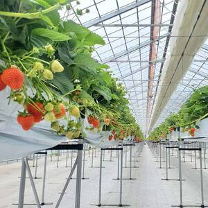 【期間限定！寄附額改定↓！】＜無地熨斗あり＞ 2026年先行予約 北海道産いちご すずあかね 32～60粒×3箱【2026年 6月末 から順次発送】 夏いちご イチゴ 苺 フルーツ 果物 ジャム スイ