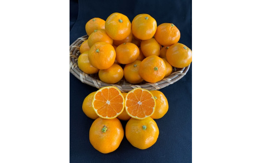 
【数量限定】【赤秀特選品】有田みかん 約10kg（Lもしくは2Lサイズ）※サイズ指定不可

