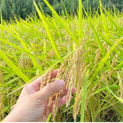 ふるさと納税 潮来市 【毎月定期便】栽培期間出来るだけ農薬を減らして作る「かすみ米」玄米10kg全12回 |  | 02