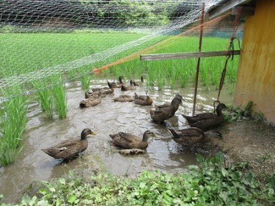 令和6年度産コシヒカリ カモしゃん米（玄米） 5kg【アイガモ農法 農薬不使用 安心 米 コメ こしひかり Ａ-151】