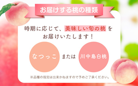 【先行予約】桃 もも 孫さんの桃(なつっこ・川中島白桃)約2.5kg(6~8玉) イクス産業《7月上旬-8月中旬頃より出荷予定》 和歌山県 紀の川市
