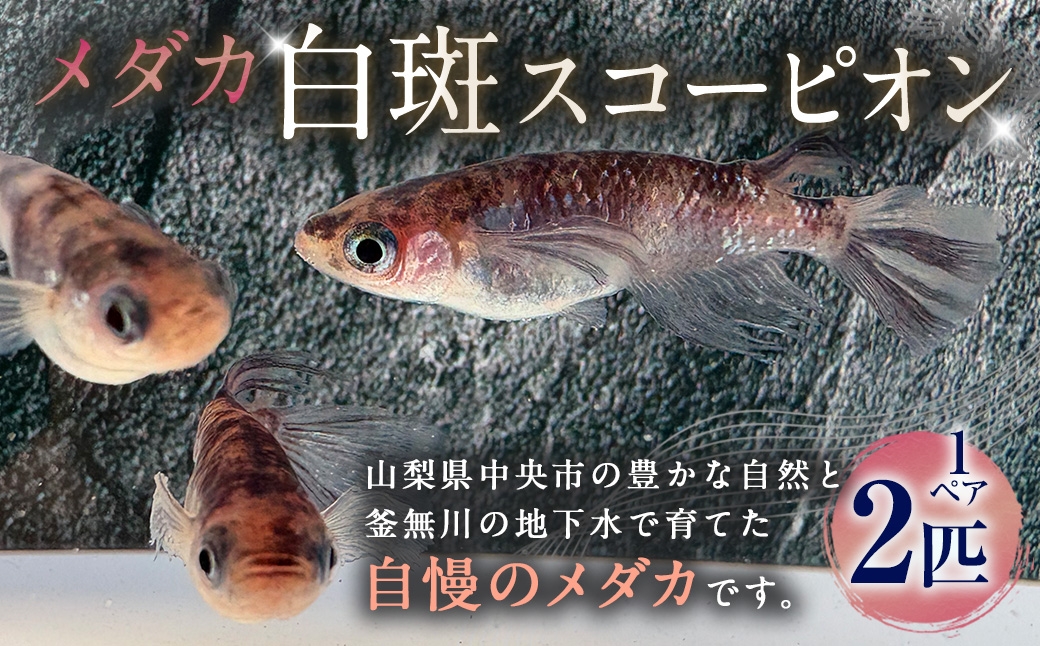 
                  メダカ 【 白斑スコーピオン 】 1ペア 2匹 めだか 観賞魚 愛好家 魚 さかな インテリア 鑑賞 育成 飼育 淡水魚 川魚 生き物 生物 初心者
                