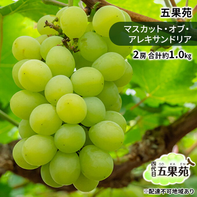 【ふるさと納税】ぶどう 2026年 先行予約 マスカット・オブ・アレキサンドリア 2房 合計約1.0kg ぶどう フルーツ 果物 贈り物 ギフト 岡山 五果苑 減農薬 甘い 美味しい ご進物 最適 果物の女王 上品 珍しい 酸味 　お届け：2026年9月中旬～2026年10月上旬
