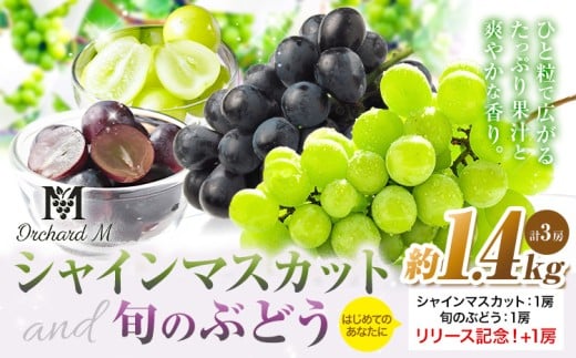 〈プラスワン企画実施中〉 シャインマスカット 1房 (約500g～600g)・旬の品種1房 (約500g～600g)＋お試しぶどう 1房 (約200g) 計 約1.4kg《8月中旬-10月上旬頃出荷》熊本県 長洲町 シャインマスカット ぶどう 葡萄 マスカット 果物 フルーツ スイーツ デザート Orchard M