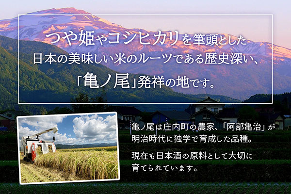山形庄内かめこめプロジェクト 庄内米ギフト つや姫 300g×1袋 令和7年産 2025年産 ブランド米 コシヒカリの原点、亀の尾発祥の地 庄内