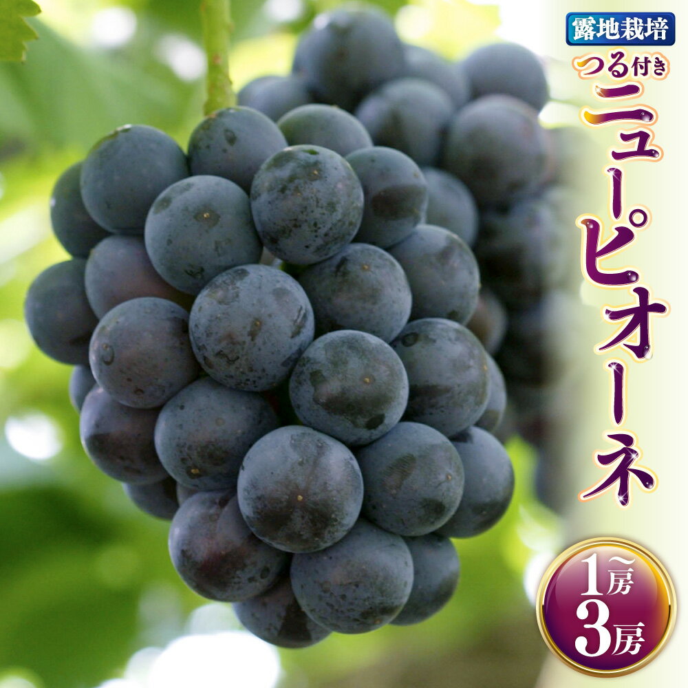 【ふるさと納税】＜選べる内容量＞つる付きニューピオーネ 露地栽培 1房（680g以上） / 2房（1房580g以上） / 3房（1房580g以上） ぶどう ブドウ 葡萄 フルーツ くだもの 果物 果実 デザート 冷蔵 岡山県産 国産 岡山県 美咲町 送料無料 【2026年9月上旬～10月下旬発送予定】