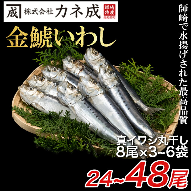 【ふるさと納税】 いわし 丸干し 24~48尾 (8尾×3～6p) 干物 冷凍 小分け ( ふるさと納税 干物 ふるさと納税 ひもの ふるさと納税 南知多 ふるさと納税 丸干し ふるさと納税 イワシ 鰯 節分 いわし カネ成 人気 おすすめ ) 愛知県 南知多町【配送不可地域：離島】