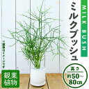 【ふるさと納税】＜観葉植物＞ミルクブッシュ(高さ約50～80cm、巾約40cm・陶器鉢・受け皿付) 観葉植物 植物 インテリア 開店祝い 移転祝い おしゃれ 室内 ギフト プレゼント オフィス 陶器鉢 受け皿 ミルクブッシュ 青珊瑚 個性【m24-03】【アイエヌエー】