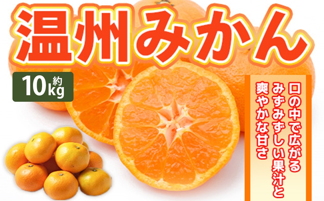 
                  温州みかん 約10kg 2S ～ 2Lサイズ みかん ミカン 蜜柑 果物 くだもの フルーツ 柑橘 柑橘系 柑橘類 果実 果肉 国産 熊本県産 【 2026年11月上旬～12月上旬発送予定 】
                