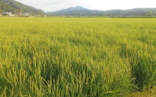 【先行予約・8月下旬～発送】葉月みのり 無洗米 5kg 中村農研 令和8年産新米 極早生 新潟米[Y0545]