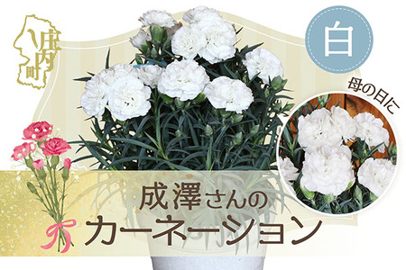 【5月初旬より順次発送】成澤さんのカーネーション 白 5号鉢（入金期限：2026.4.30）母の日に お供え お悔み