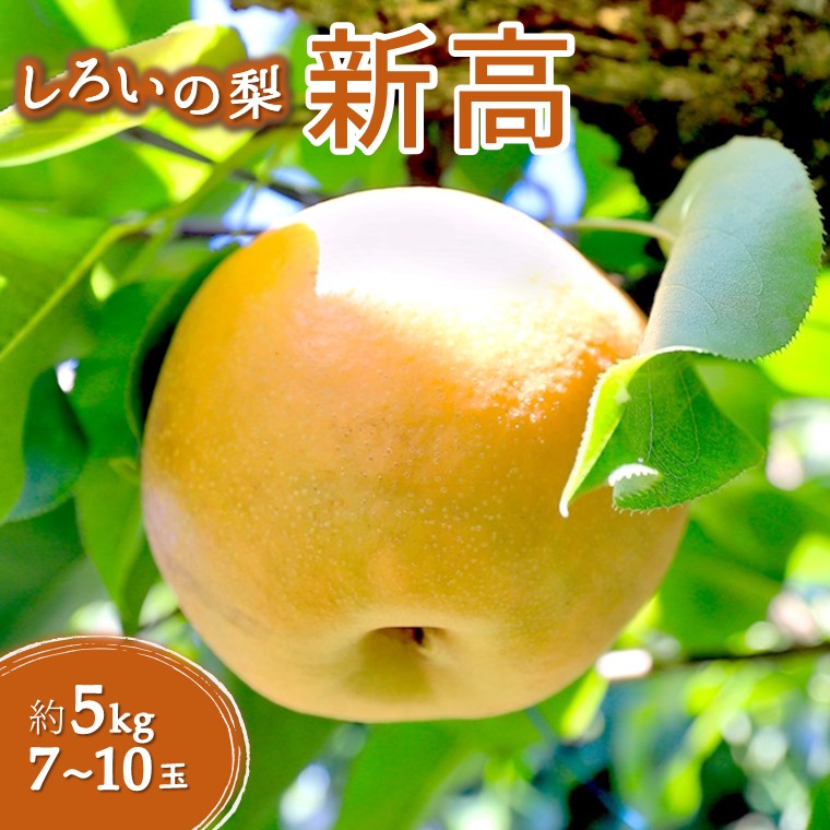 【ふるさと納税】梨 新高 5kg 7～10玉 千葉県 白井市 しろいの梨 JA西印旛農産物直売所「やおぱぁく」 美味しい おすすめ 甘い