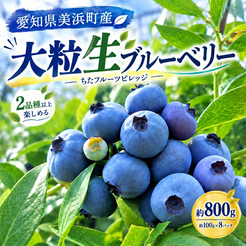 【ふるさと納税】【2027年先行予約】愛知県美浜町産 大粒ブルーベリー 約100g×8パック ※2027年5月上旬〜8月上旬頃に順次発送予定 | ブルーベリー ぶるーべりー 大粒 大きい 甘い 生 新鮮 産地直送 サザンハイブッシュ 食べ比べ 果物 くだもの フルーツ 愛知県 美浜町